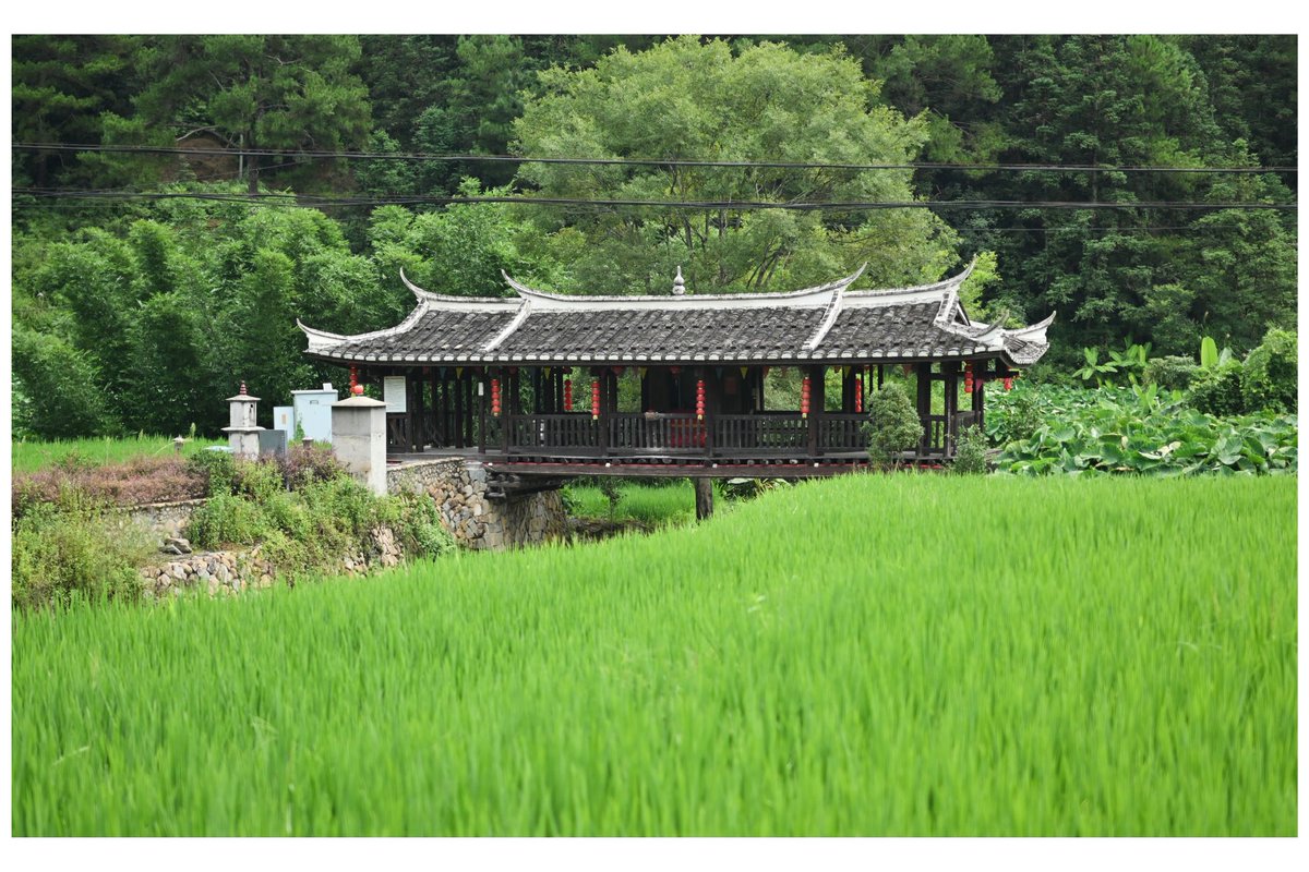 说梦闲人 tweet media