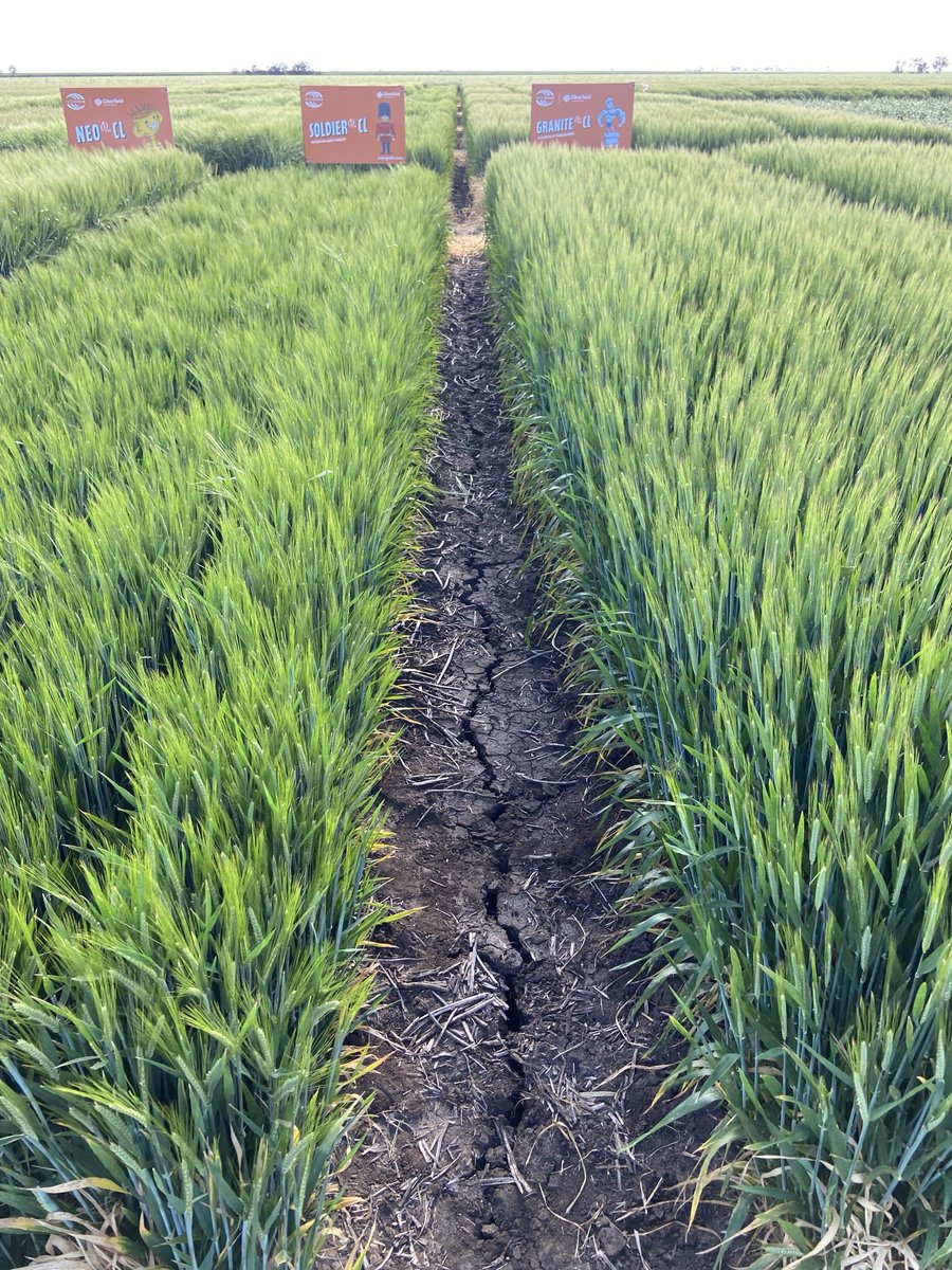 ⁦<a href="/InterGrain1/">InterGrain</a>⁩ barley varieties are looking brilliant at the ⁦<a href="/OutlookAg/">OUTLOOK AG</a>⁩ field day!