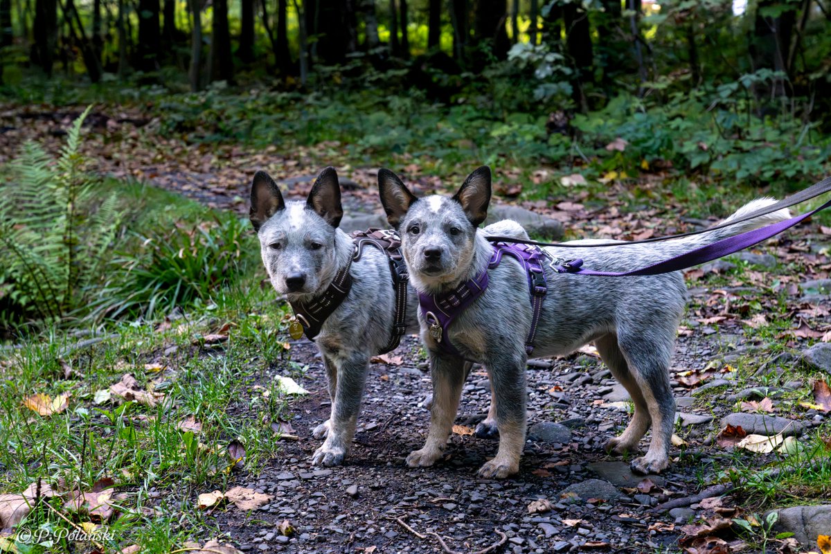 Dzień dobry 😊

#BlueHeeler #ACD