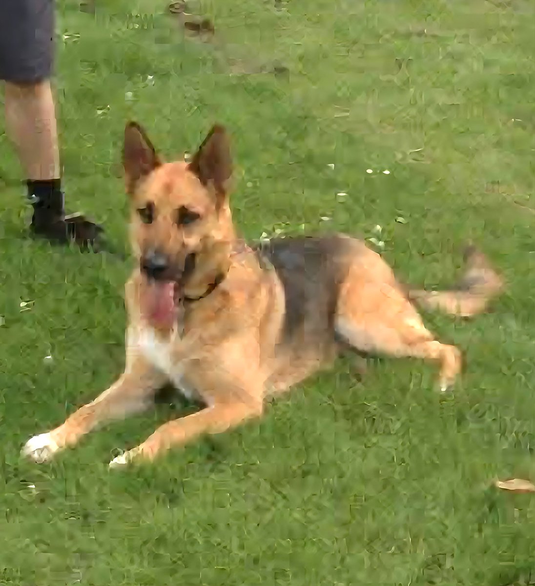 TrindadeRi71892's tweet image. #throwbackwednesday❤️ #throwbackweek #throwbackweekend #germenshepherd #germenshepherdandfriends #dogswelove #dog #dogslife #dogs #dogsofinstagram #DogsOfTikTok #family #LFC #LFCfamily