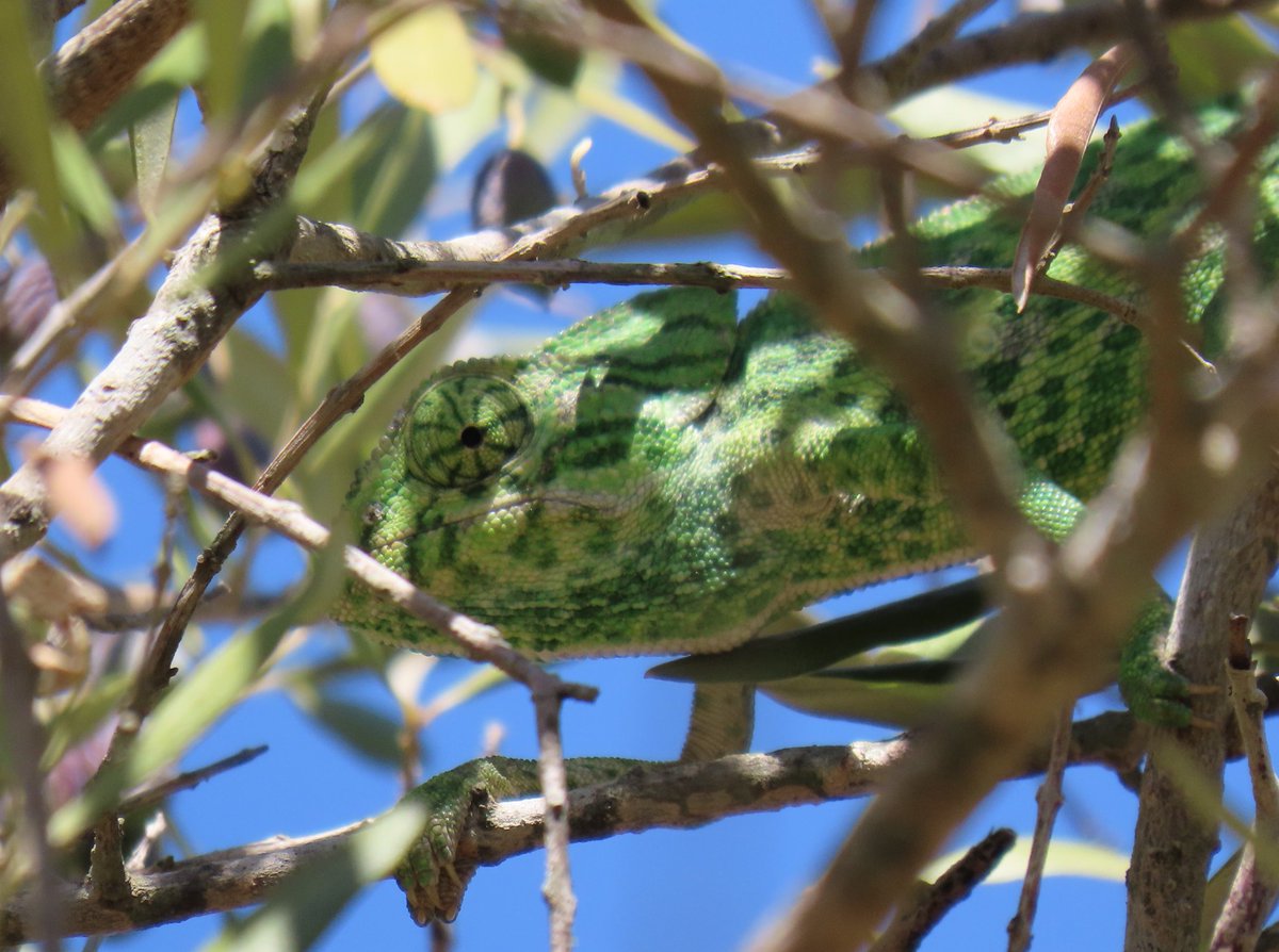 First full day of <a href="/naturetrektours/">Naturetrek</a> autumn in Portugal tour, staying in Tavira with salt pans around the hotel. Visit to Ria Formosa NR yielded this Chameleon high up in an olive tree.