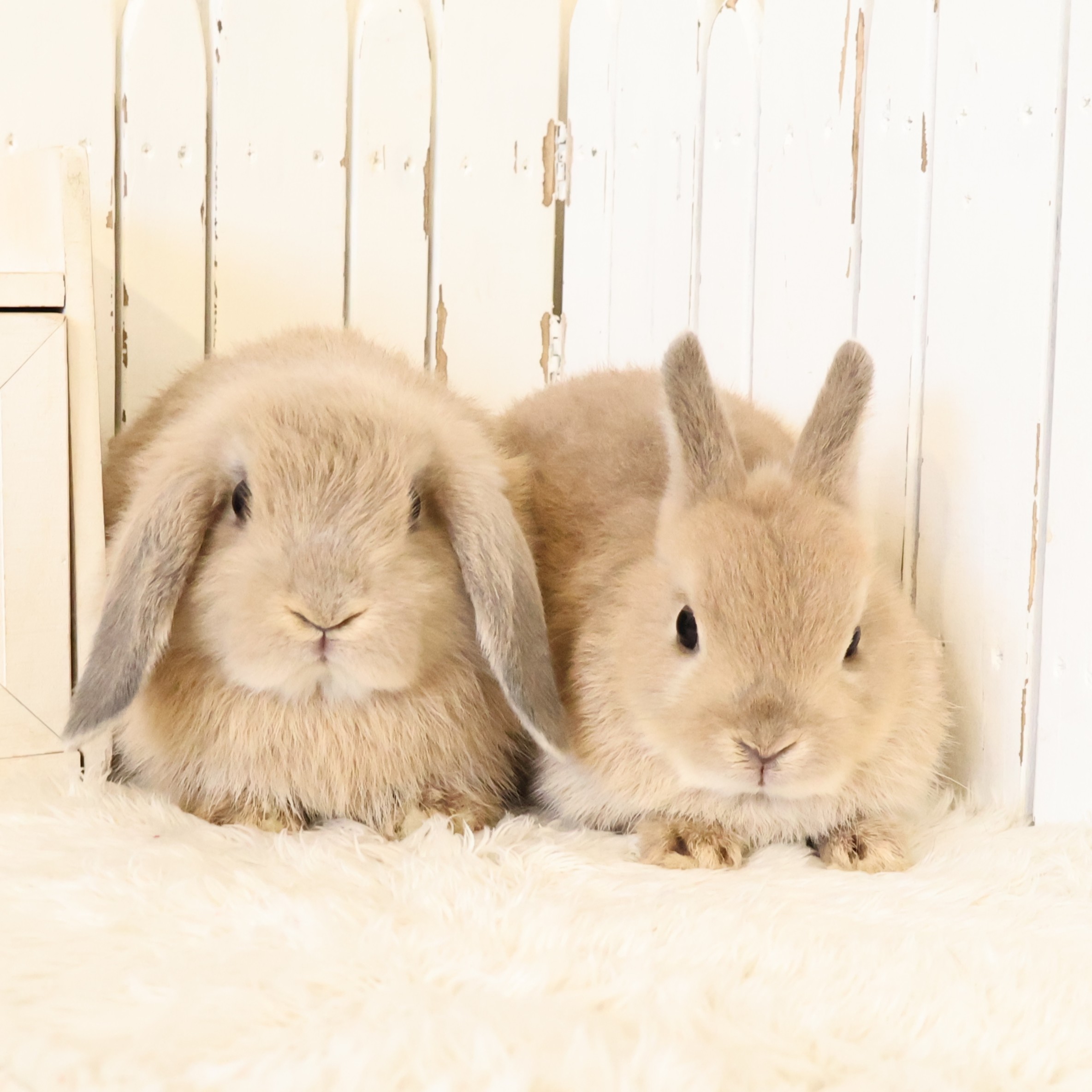 うさぎXうさぎ うさちゃん🐰 on X: 