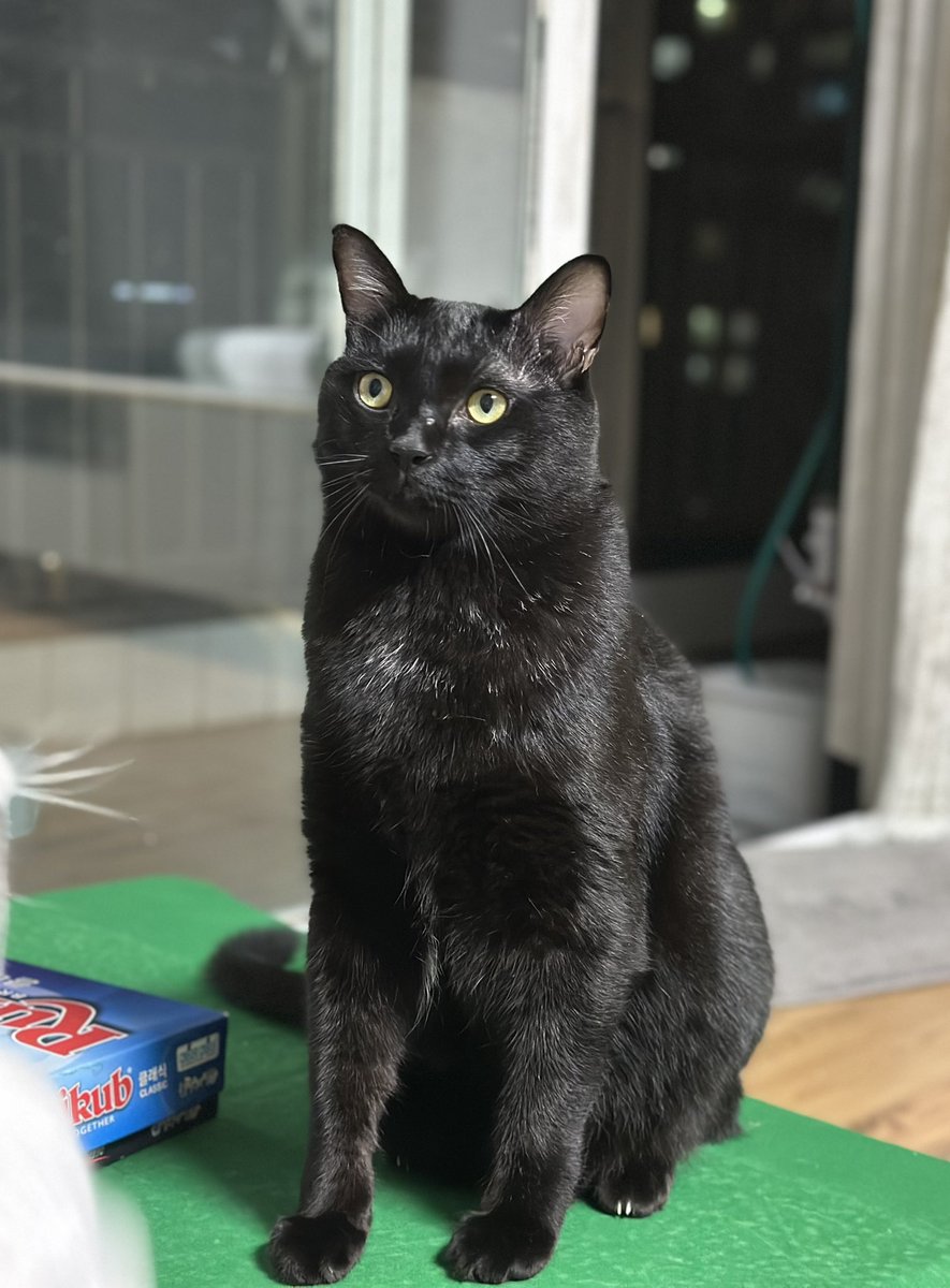 너무 잘 생겼다!!
너무 늠름하다!!!
수리가 짱이야!!!!!!