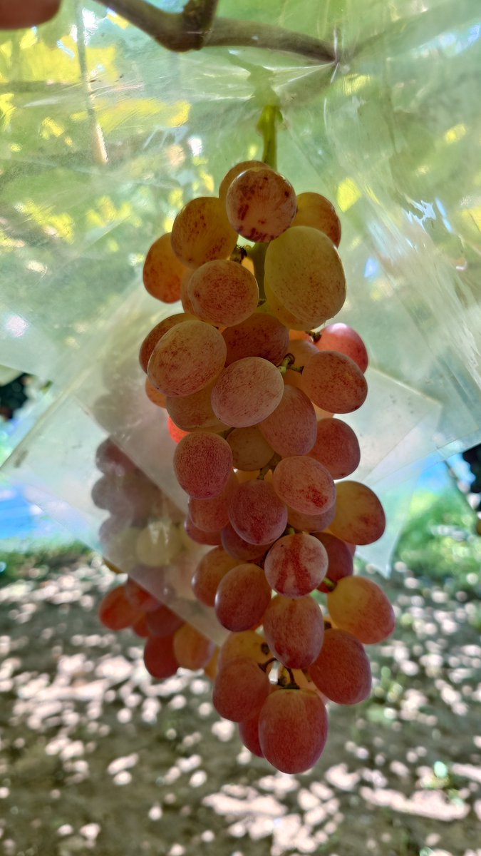 今年は小粒で色が入らないですけど
糖度があって甘いです
#甲斐路
#ベリーA