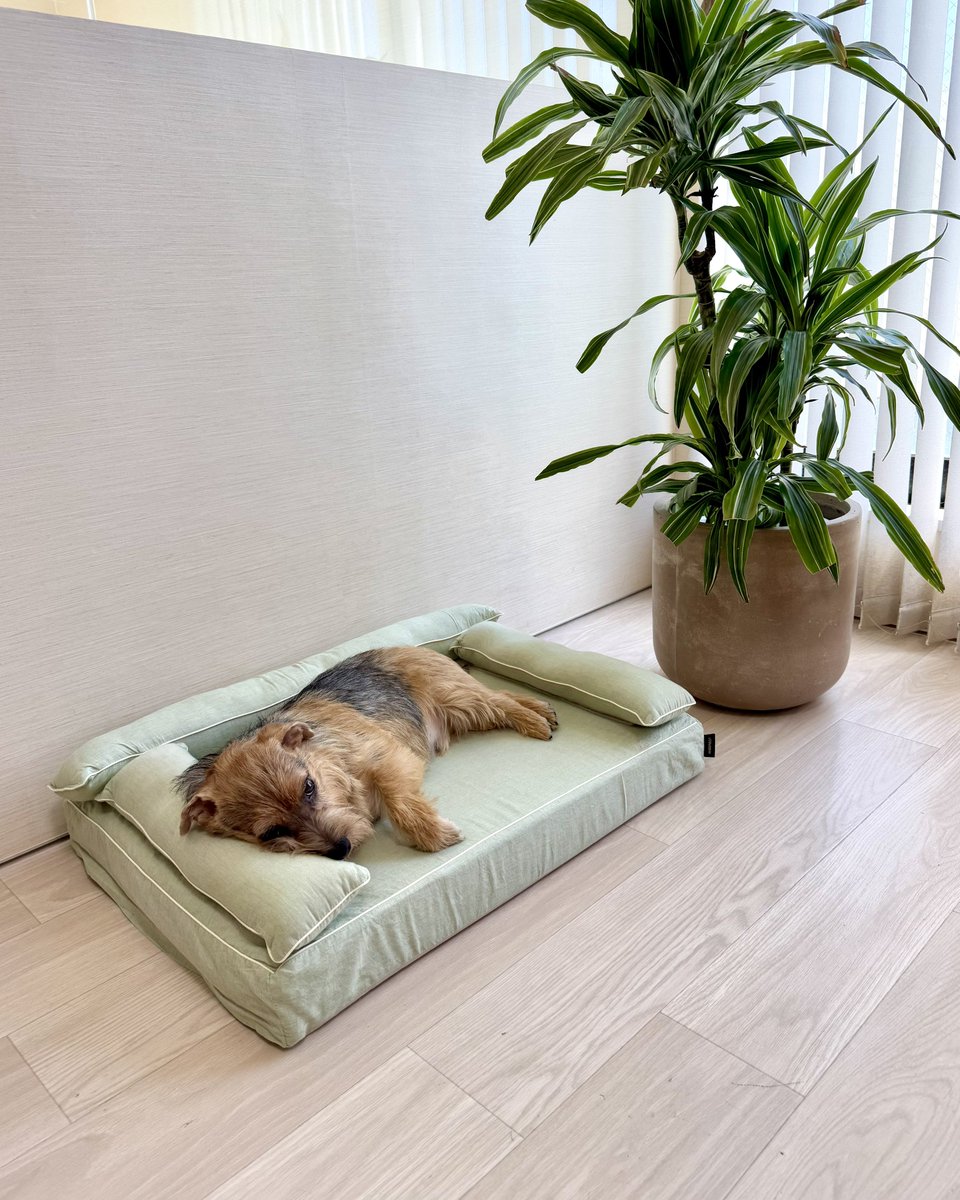 いつになったら涼しくなるのかな〜🐶💦