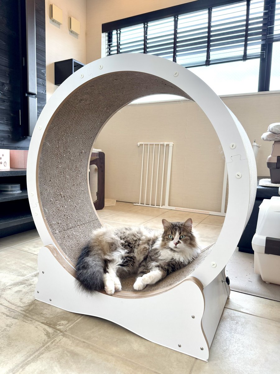 今日もランニングして健康的ニャ🐱🎶