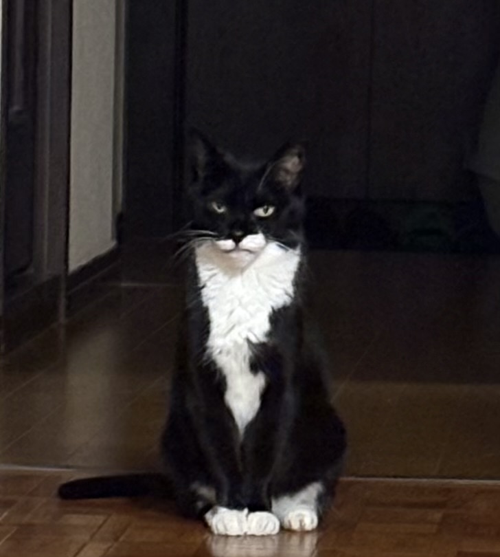 お疲れ様にゃ😽💕この後もごゆっくり🐾

#猫好きさんと繋がりたい