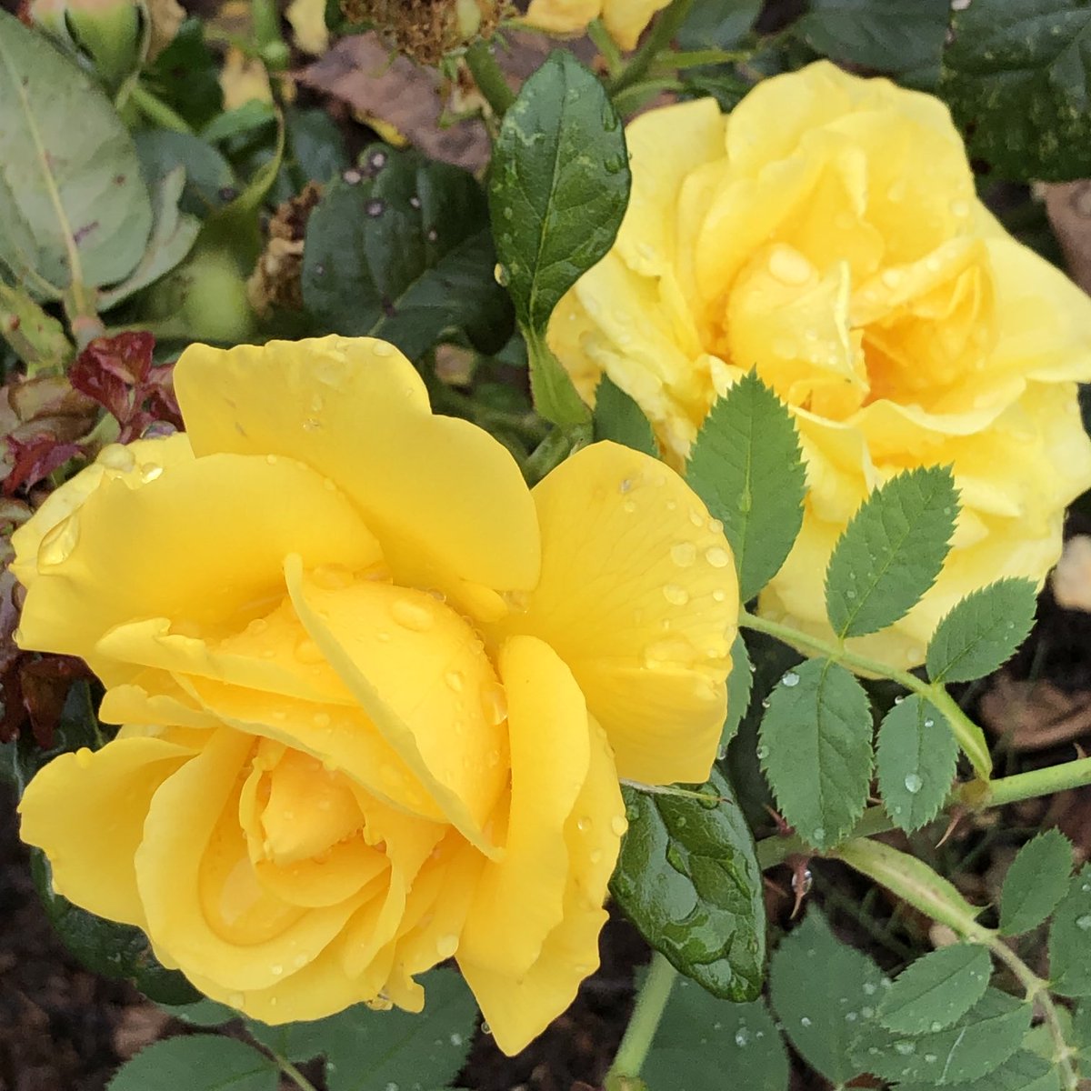 Happy #RoseWednesday with these cheery roses from my local park last week 💛 have a great day 💛