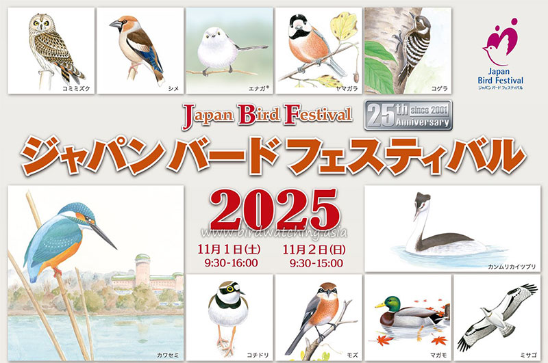 Bird Watching Asia tweet media