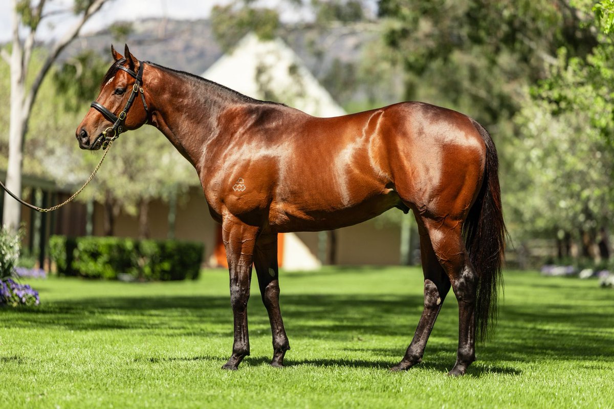 Wow!! Private Life (Written Tycoon - Aliyana Tilde).  Written Tycoon’s next head line act! Like Ole Kirk ( Written Tycoon) he also won the Gr.1 Caulfield Guinea’s