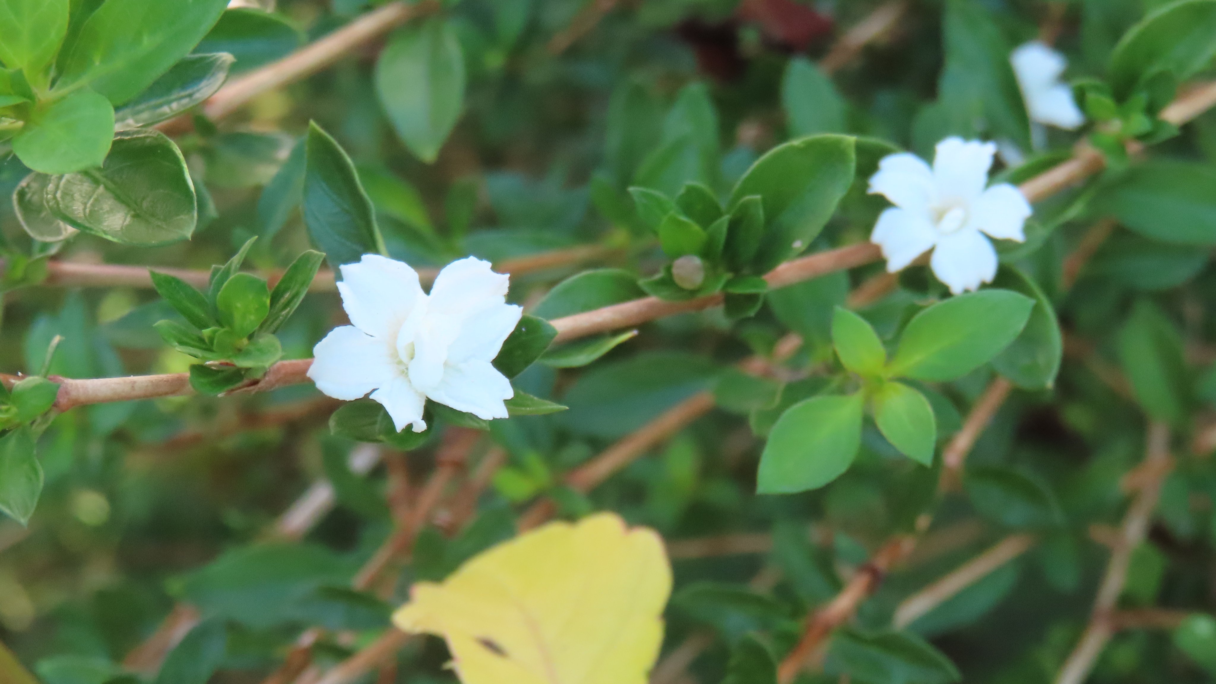 あるく花 都立篠崎公園 on X: 