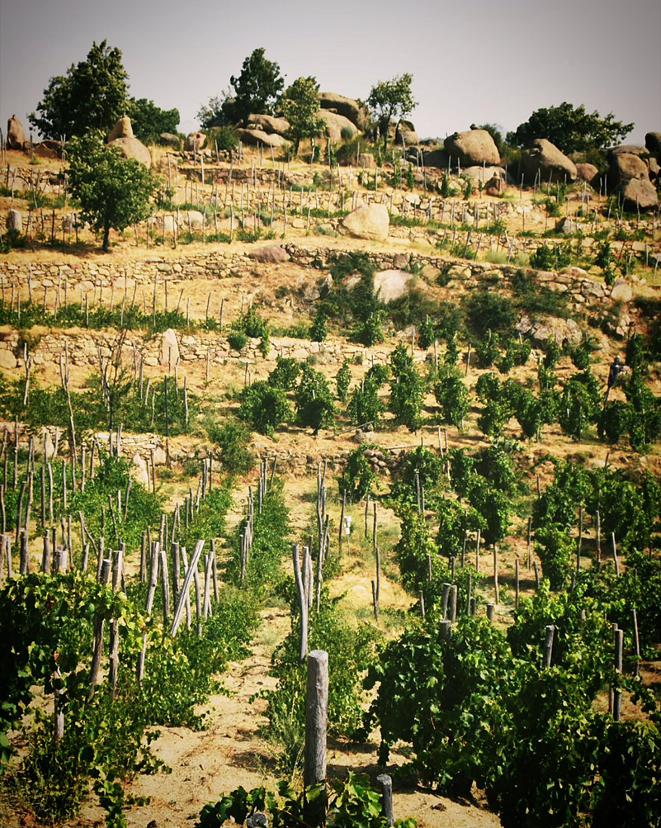 Se nos saltan las lágrimas🥹, pero de pura alegría😃.

Alegría al ver la convivencia de viñas viejas con cepas jóvenes y cómo, piedra sobre piedra, las terrazas recobran su esplendor y vuelven a lucir impresionantes.

📸Navarrevisca 

#DOPCebreros #Ávila #SierradeGredos