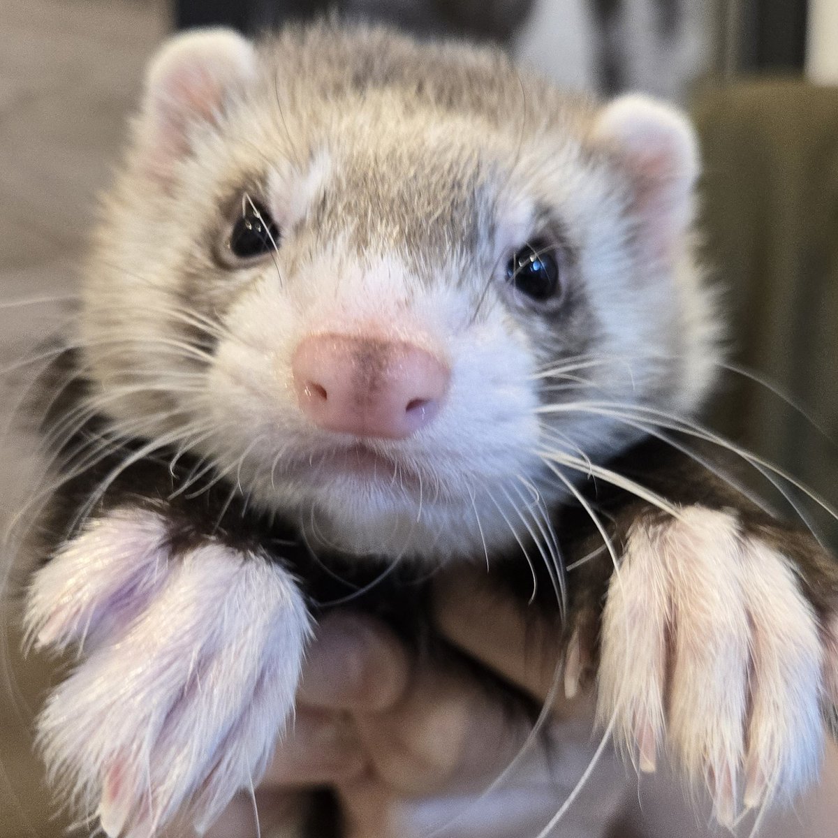 あざといね、かわいいね⋯。

 #フェレット #Ferret #ファーファーム