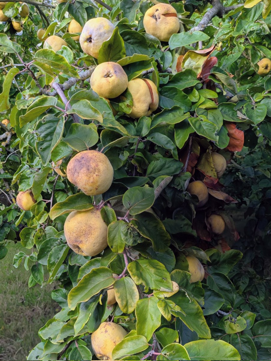 Distinct quince aroma as heavy crop of quince ripen a month earliar than usual at Wisley in the quince orchard. Quite a lot of codling moth damage this year but not disastrous