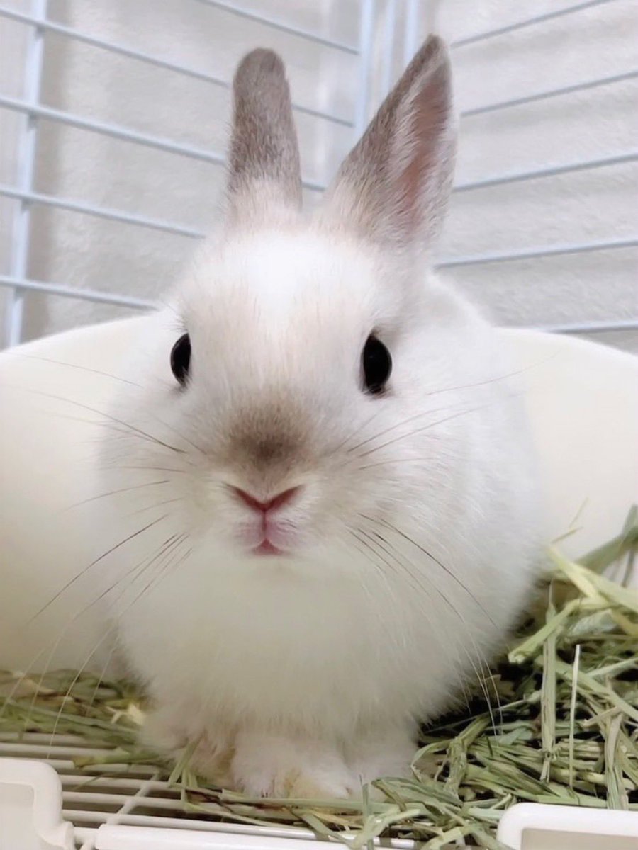 こうきまき（うさぎのもち🐰） on X: 