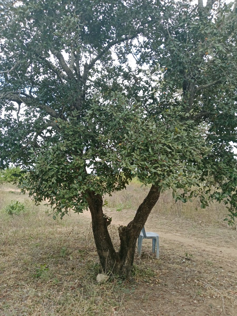 LearnGiryama's tweet image. Mkulu with edible fruits. I don&apos;t know it&apos;s English or Botanical name. Video and voice by Tony Baya.