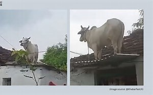 rks0504's tweet photo. Bulls are on top reacching new highs https://t.co/0VlbjtWrmO