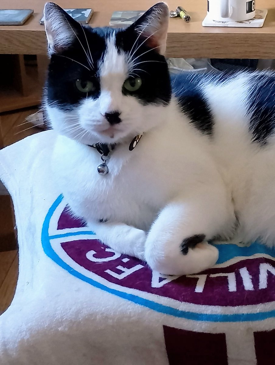 #Hedgewatch Chilling with Daddy before him and mummy leave us for 2 weeks. I'm staying with Auntie Victoria &amp; the 2 boys Thomas &amp; John. Must be on my best behaviour 🐾💜