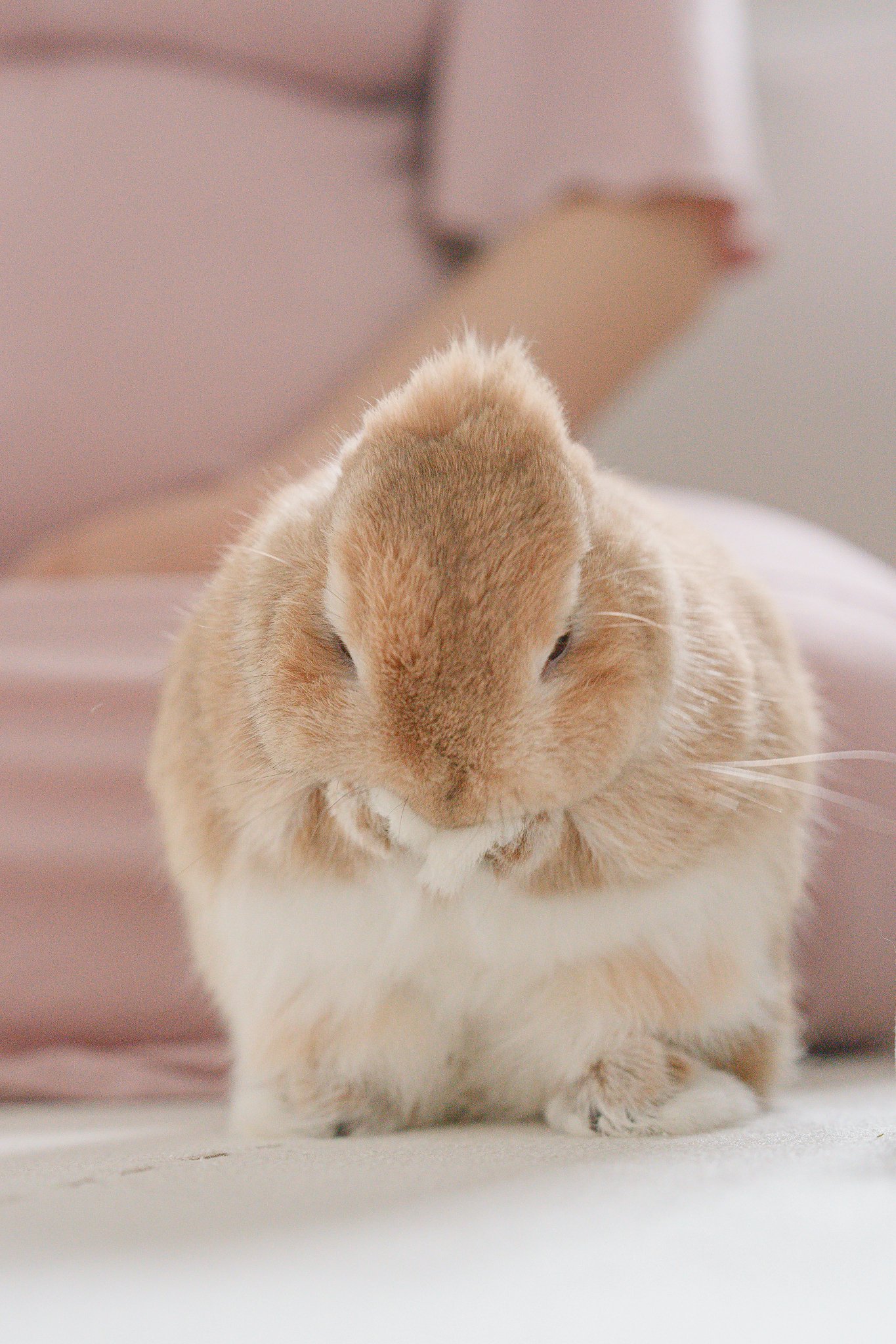 うさぎ130₍ᐢ.ˬ.ᐡ₎【プロフ確認】　 うさぎ130₍ᐢ.ˬ.ᐡ₎【プロフ確認】 仔うさぎ情報 うさぎ専門店_