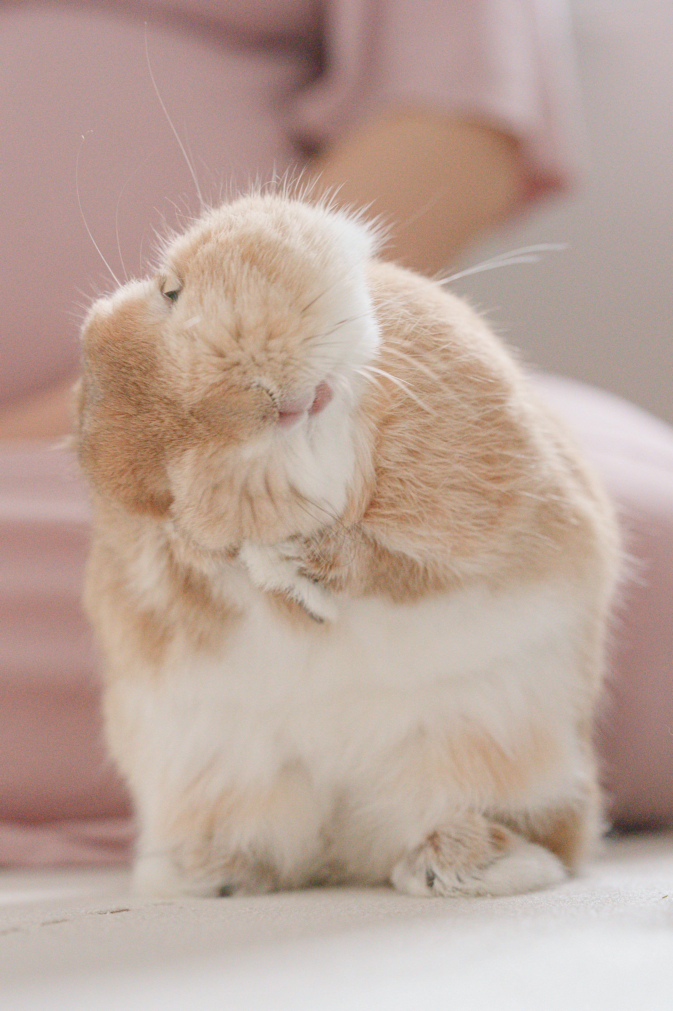 うさうさぎ img60197778.jpg