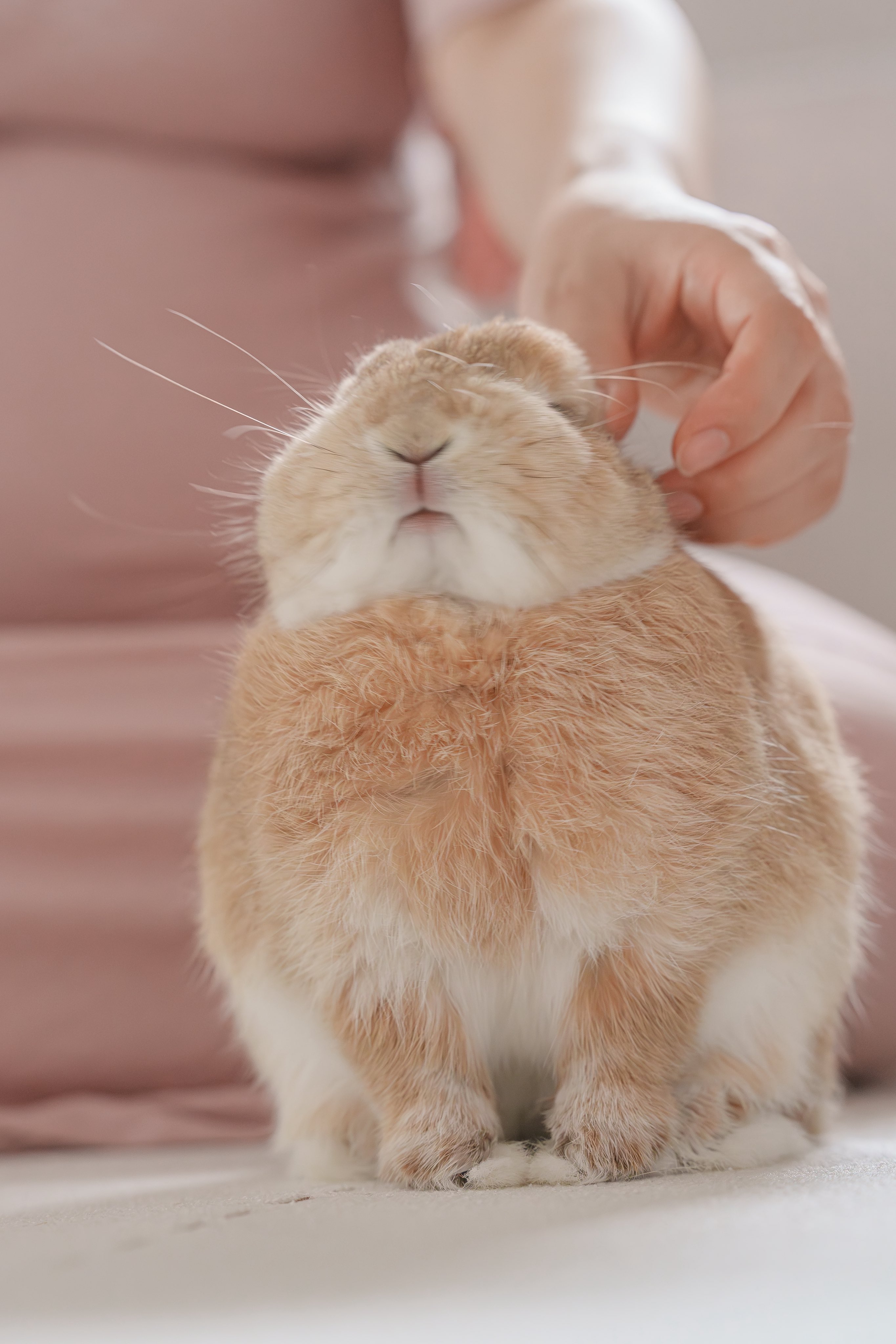 うさぎXうさぎ うさぎ - Search / X