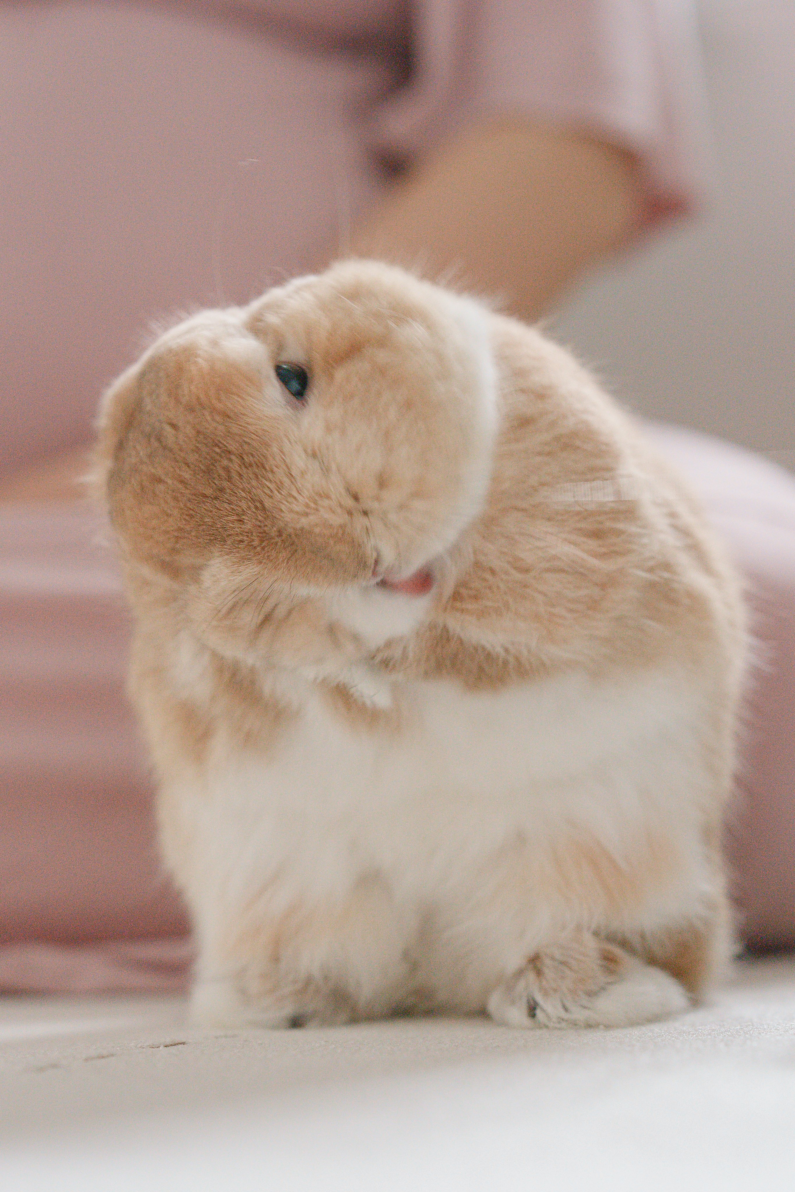 うさぎ - Search / X