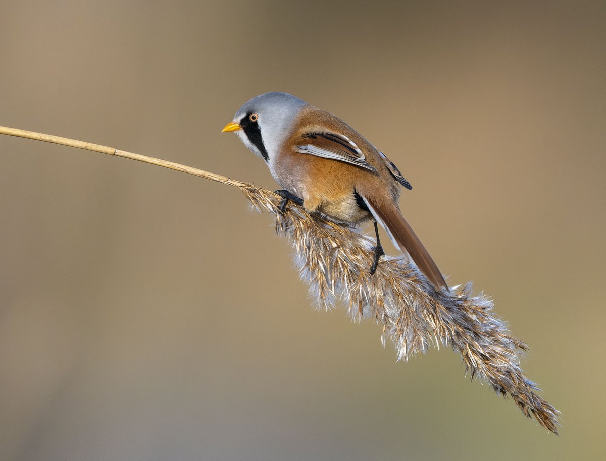 Les Cater Wildlife photographer tweet media