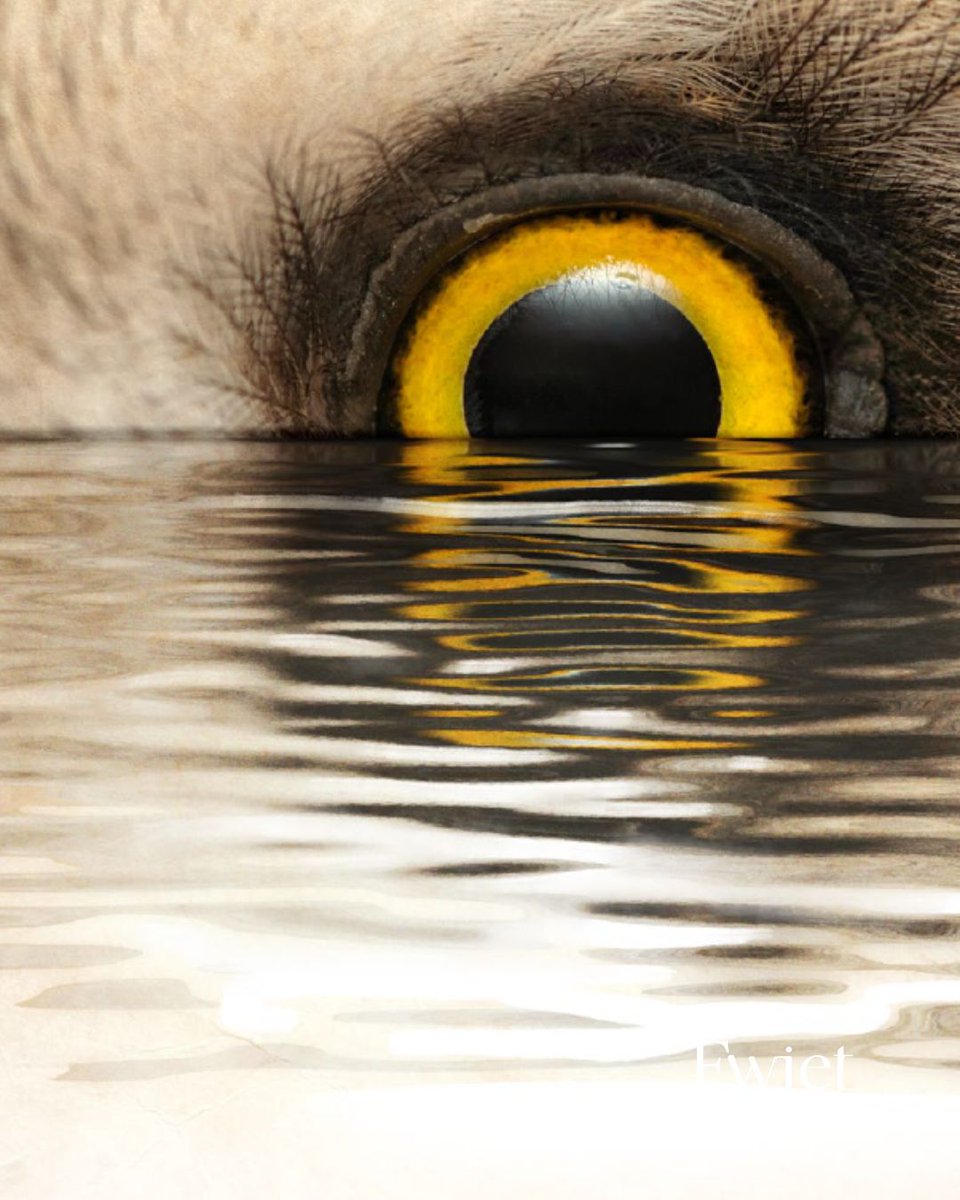 Voor nummer 10 is grafisch ontwerper @bartbehiels weer van de partij. Een bonus bovenop de inhoud . In nummer 10 staat Extremadura in de kijker, hét Spaanse vogelparadijs waar elke vogelkijker toch op zijn minst 3 keer passeerde. Zoniet? Bestellen!  fwiet.be