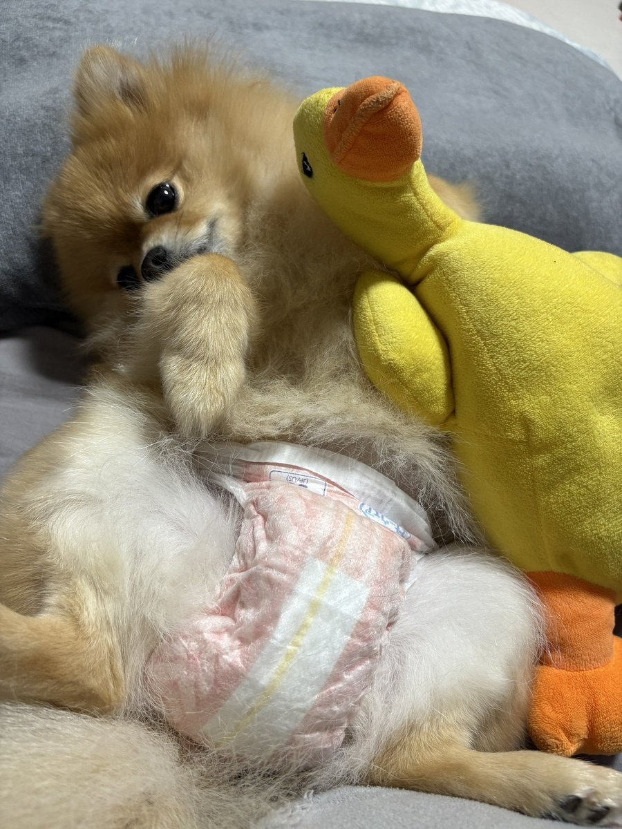 むぎ (@mugi_pome0113) / Posts / X