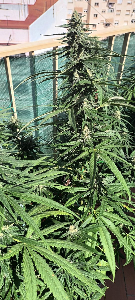 Sin_Pension's tweet photo. Hoy kiero agradecer estas #BlackMufinnFV , #MentalRainbowFV y #SadFV a #Jaypp , a @sweetseeds_es y a toda la gente k estais ahi, aki. Un abrazo pa tor mundo. https://t.co/mlJgXugY8w