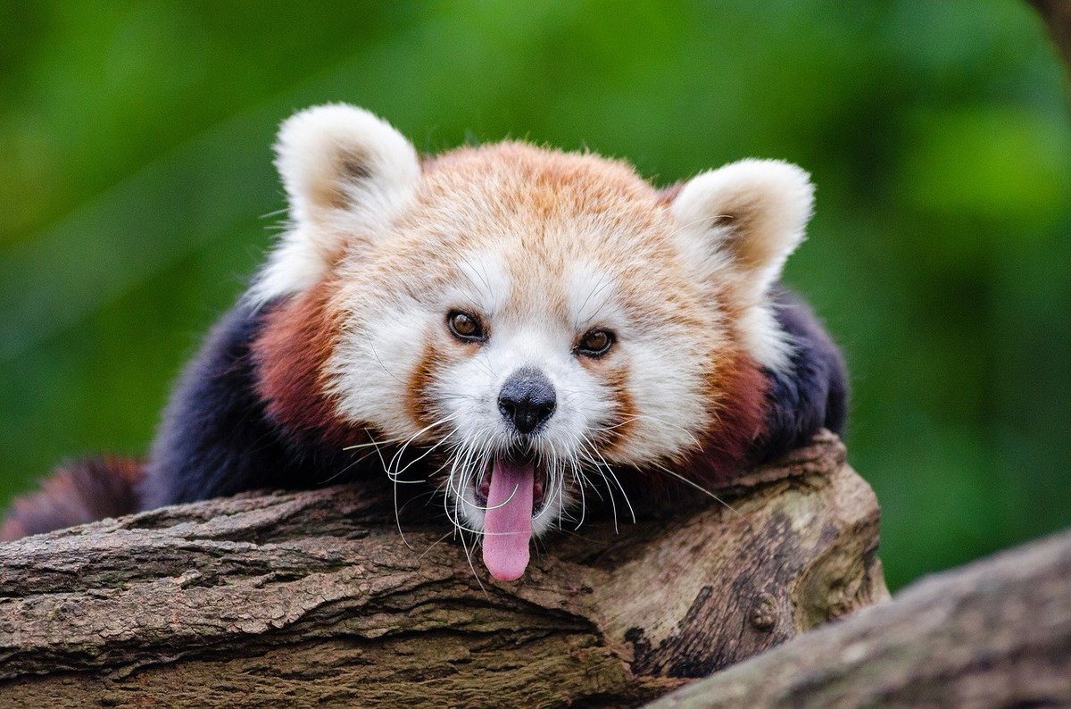 TwiOfRedPanda's tweet photo. #JournéeInternationaleDuPandaRoux 🔥 https://t.co/rtDk50PRQG