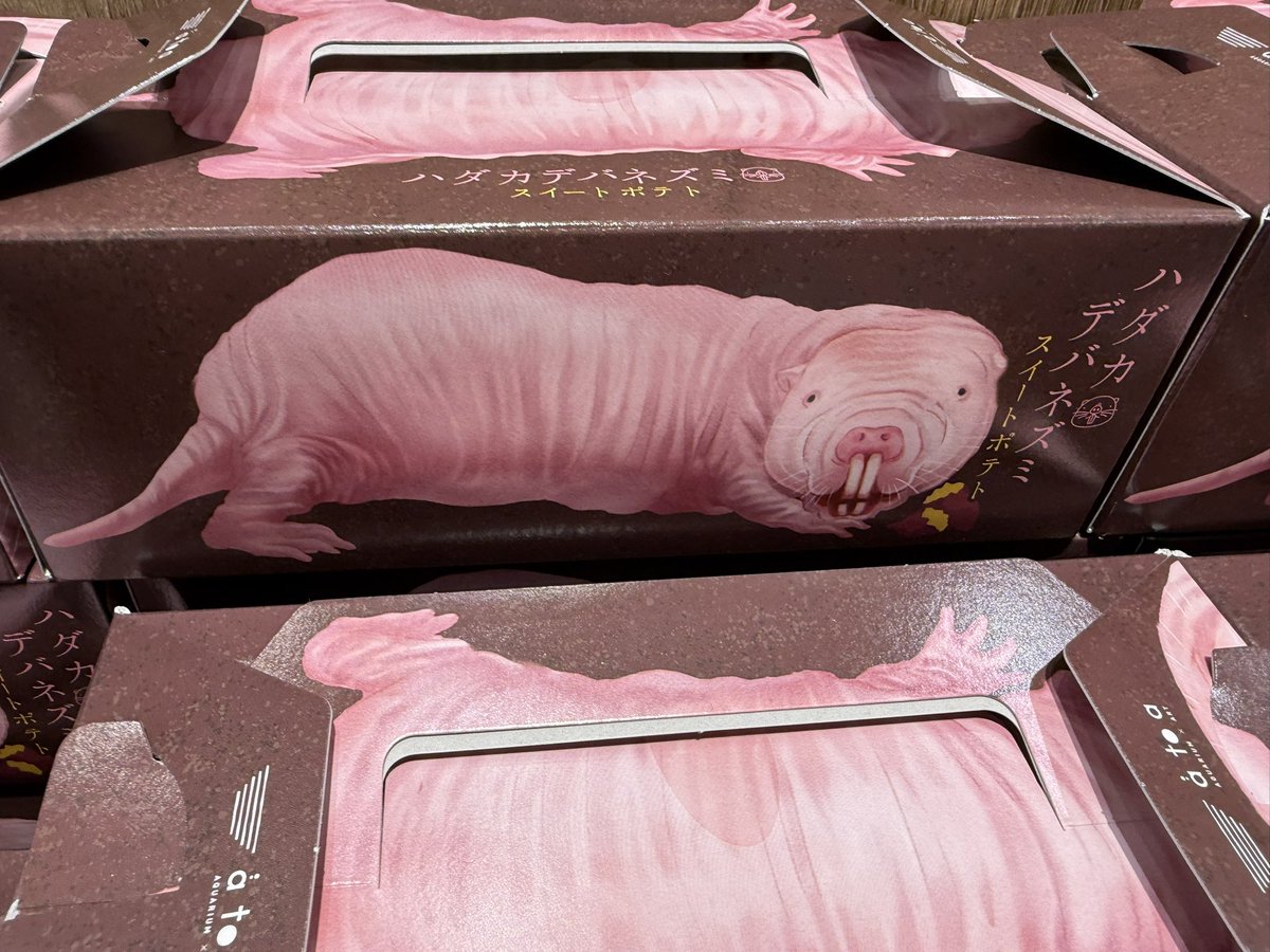 ハダカデバネズミ サバンナ シークレット ハダカデバネズミ サバンナ シークレット
