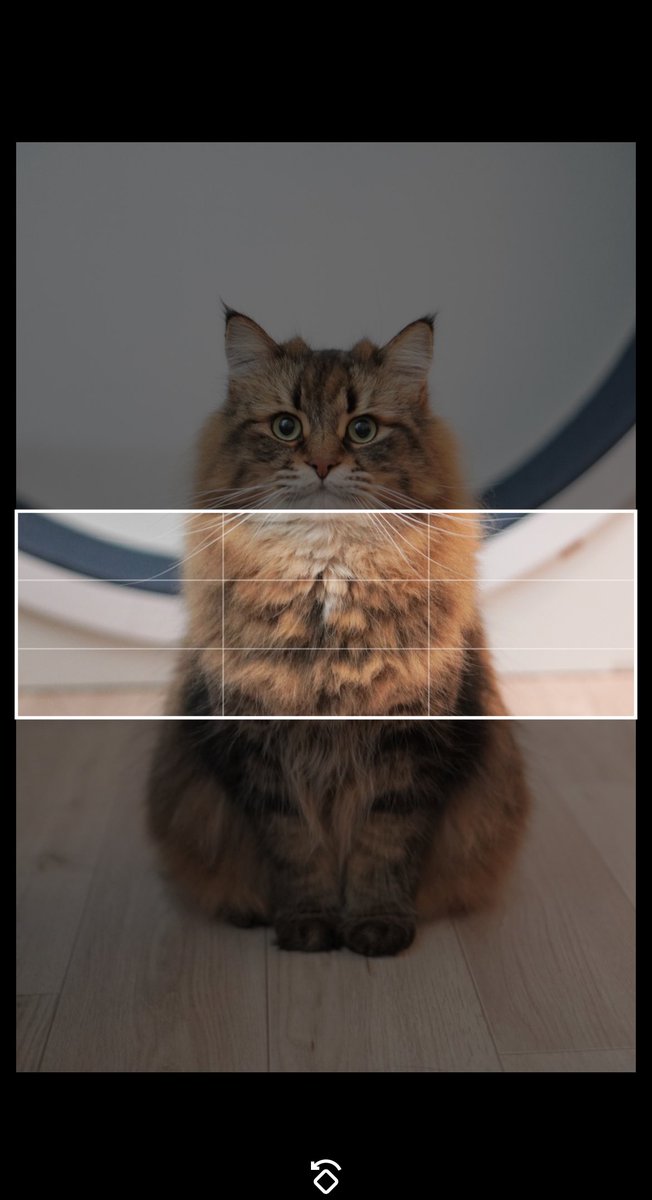 やまねこ 4904810982135_835b9eae048e46ef