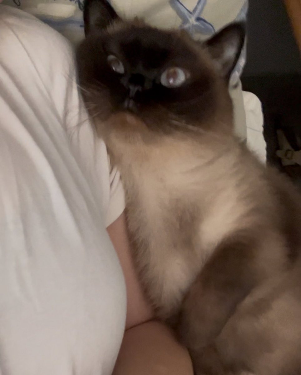 bi yere mi sictin yoksa sadece odul mamasi mi istiyosun bilmiyorum ama bu propagandaya kanicam sanirim