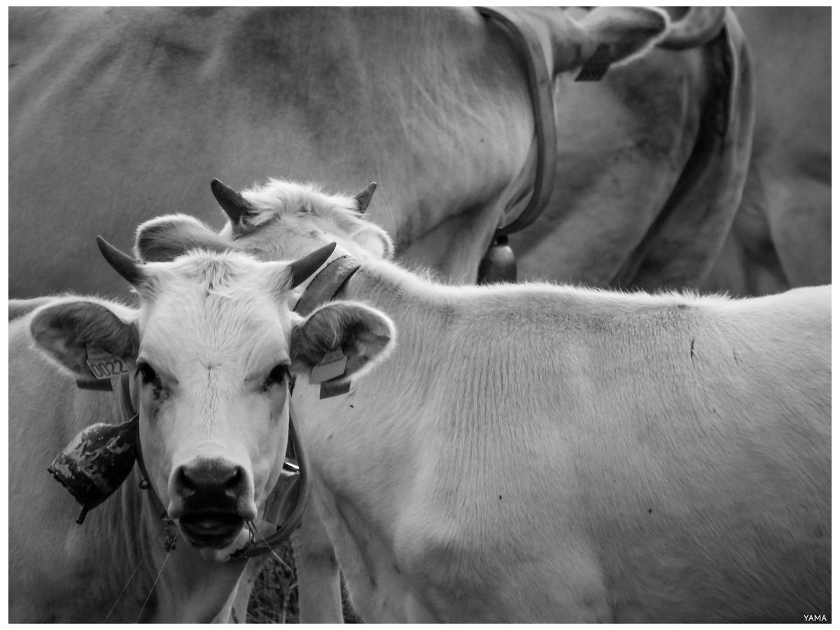 Yama_VP's tweet photo. •Pascolo Bianco II

[Vacca Chianina] 🐄

#Vacca #Chianina #Pascolo #Bianco #Vitello #Cows #Matese #parconazionaledelmatese #Mountain #Landscape #Molise #Italy #Italia
#Photography #wildlife #wildlifephotography #BW #Animals #afni #Yama山 https://t.co/l70tI1a0tt