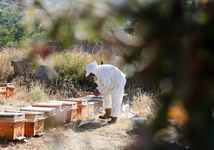 Bolu’da arıcılık yapan bir kişi, arı kovanını karıştıran kişiyi ayı sanıp tüfekle vurdu. 

Yaralanan kişinin imam olduğu anlaşıldı. Ağır yaralanan imamın durumu ciddiyetini koruyor.