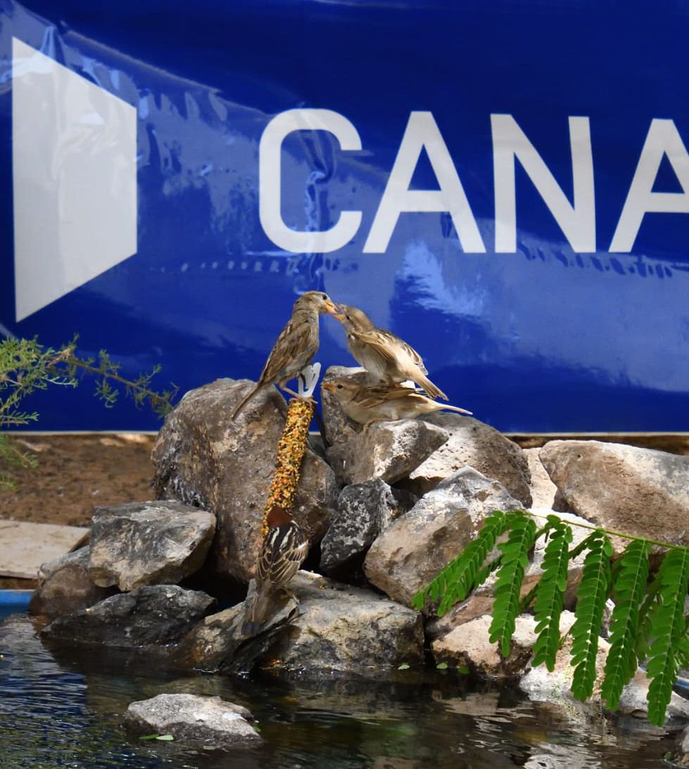 🌞 Cuando el #Calor apriete, acuérdate de nuestras amigas las aves 🙏 poniendo un cuenquito con agua 💦 en tu ventana, balcón, jardín, sacarás a más de una de un sofocón 🐦 🐦‍⬛ 🐝 🦋

 #EDAR#ElTablero SB de #Tirajana 
📷 <a href="/FleitasAnt73396/">Antonio Javier Suarez Fleitas</a>
#VoluntariadoCorporativo #BiObserva