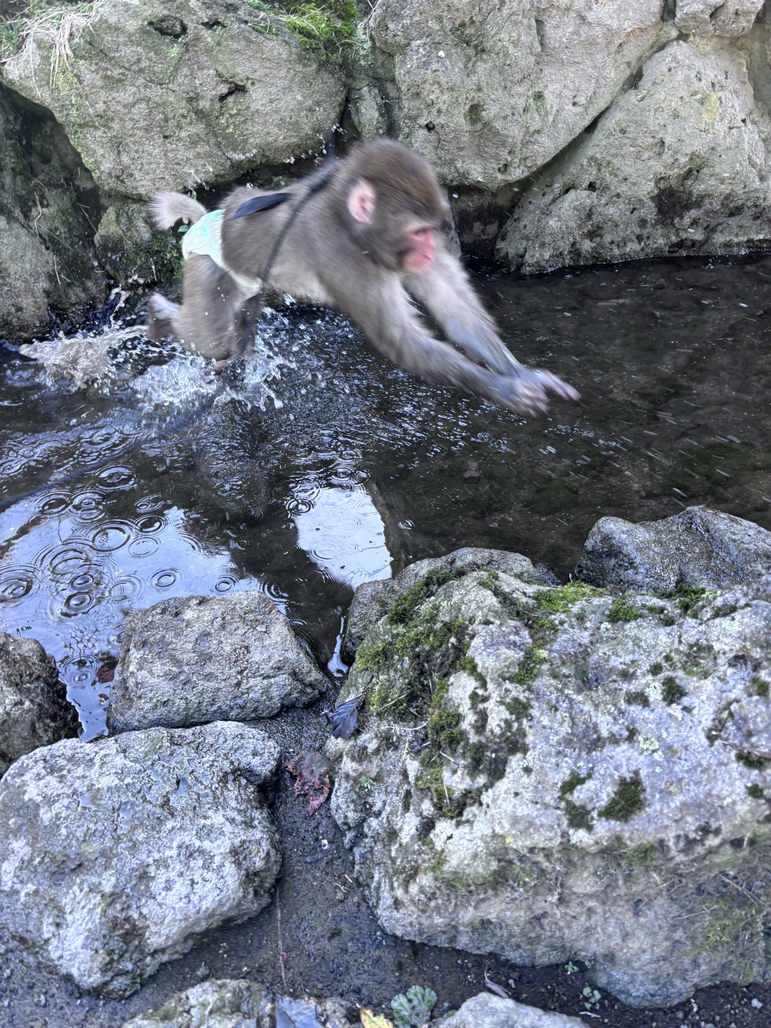 希少品 サルノコシカケ さるのこしかけ インテリア 骨董品 飾り木
