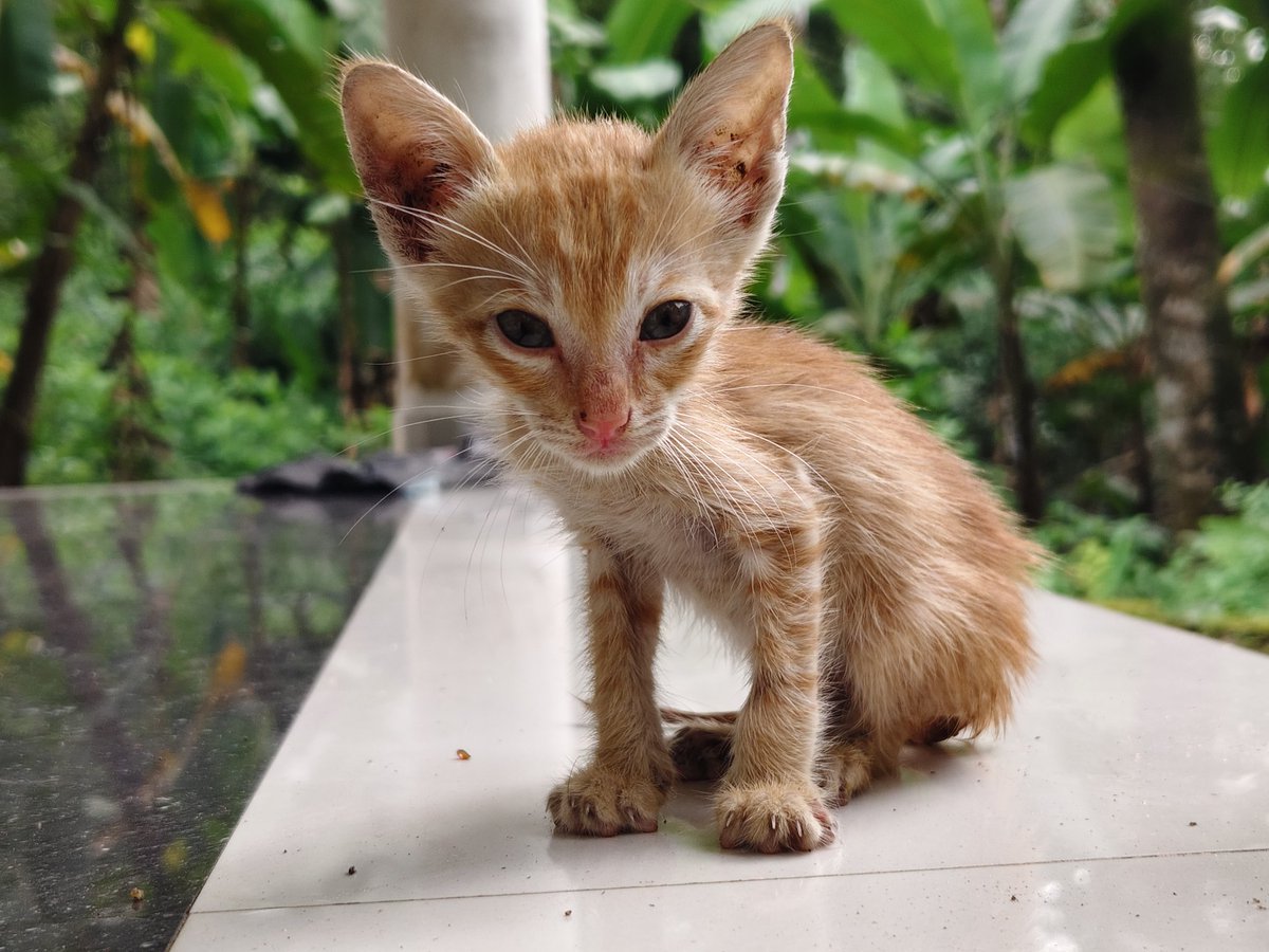 kmn__smn's tweet image. അങ്കമാലി പോയിട്ട് വരുന്നവഴി ചായ കുടിക്കാൻ നിർത്തിയ കടയിൽ മെലിഞ്ഞ് ചാവാറായി നടക്കുന്ന ഒരു പുച്ചക്കുഞ്ഞിനെ കണ്ടു.

വിട്ടിട്ട് വരാൻ തോന്നാത്തോണ്ട് അവിടെ കിടന്ന ഒരു പെട്ടിയിൽ എടുത്തിട്ട് വീട്ടിൽ കൊണ്ടുവന്നു, ജാങ്കോ എന്ന പേരും കൊടുത്തൂ.

ഇപ്പൊ ആള് നല്ല ഫുഡടിയാണ്.

#Lokah
#Jango