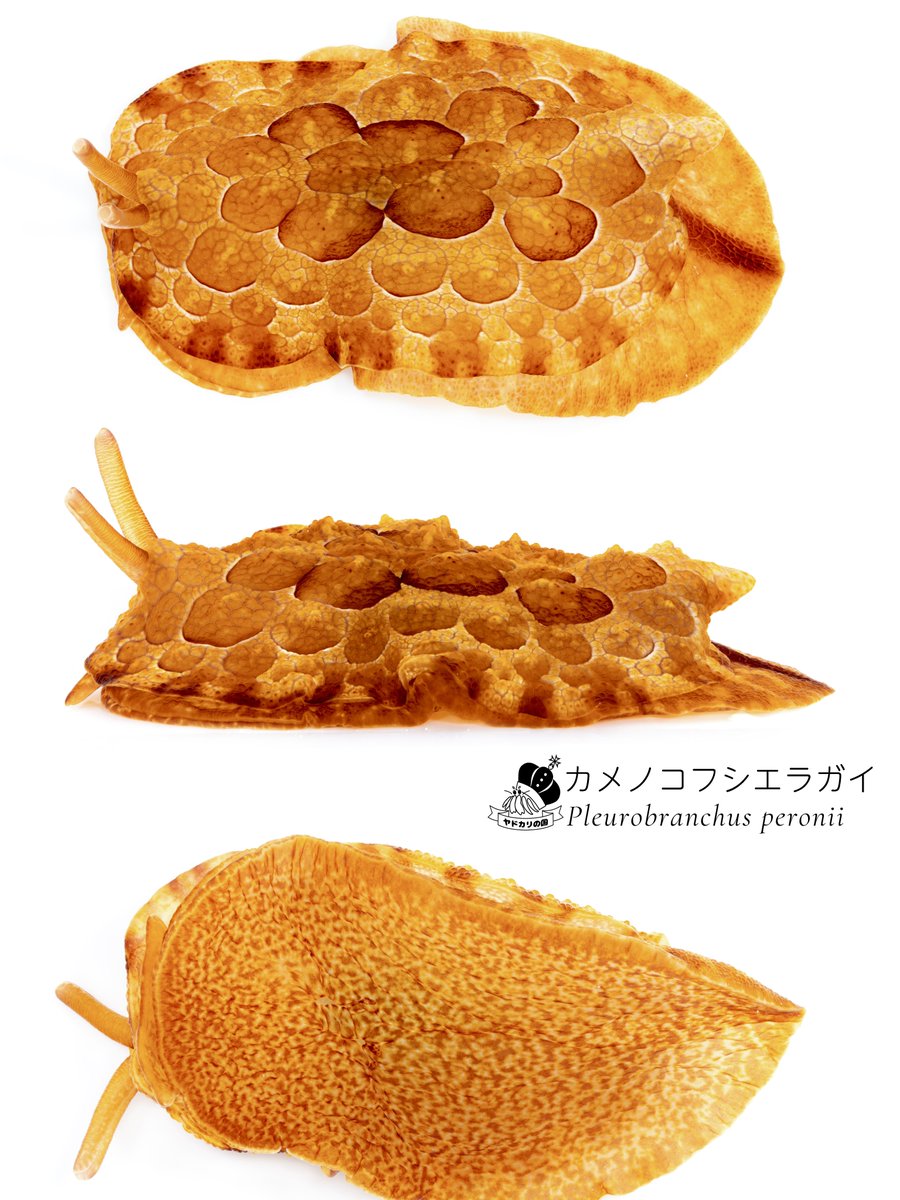 でんか@『海のあかちゃん』『ヤドカリ探索図鑑』発売中