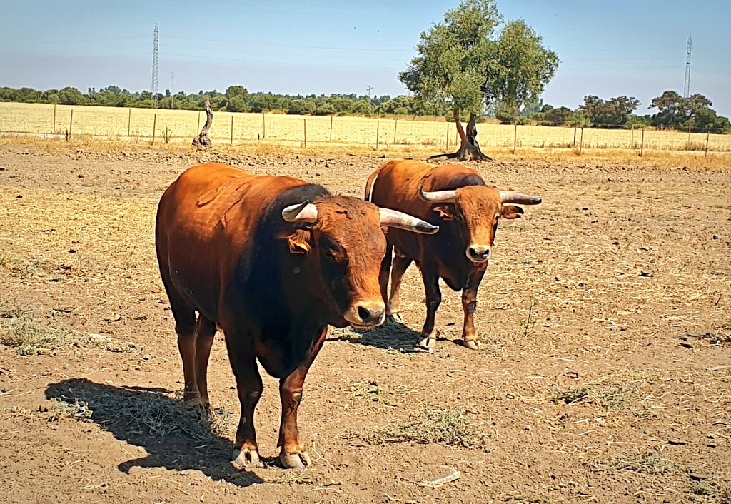 Les presentamos  los novillos a lidiar  en la novillada final del V Certamen de Tentaderos Utrera Cuna del toro Bravo. De las ganaderías de Guadaira y D.Salvador Guardiola.
Nos vemos este domingo 21 a las 19:00 h en La Plaza de Toros de Utrera.
¡¡¡ENTRADA GRATUITA!!!