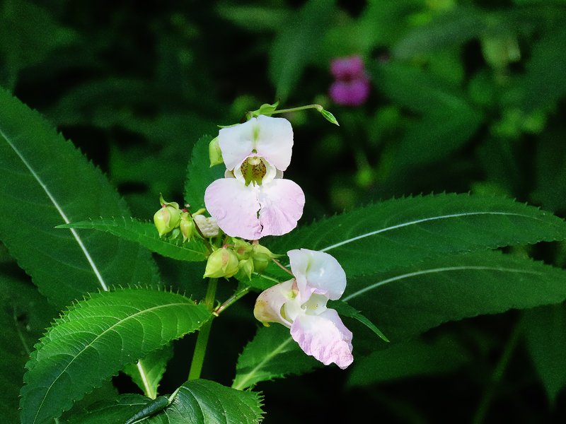 „Je leiser du wirst, 
um so mehr kannst du hören..." 

Rumi