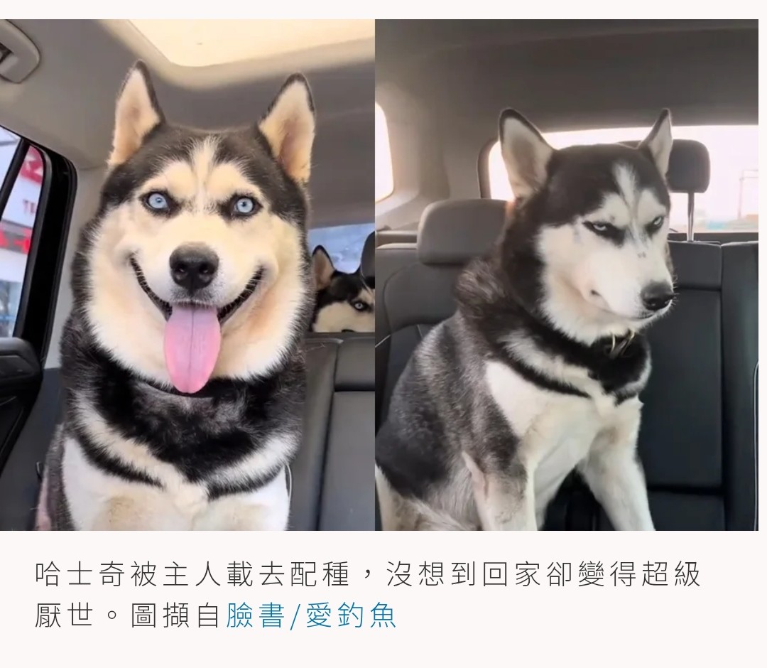 被主人帶去打砲(不開心🤣

#取自網圖