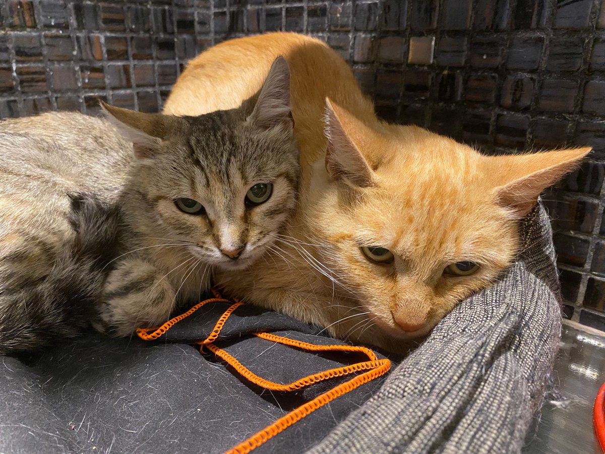 Pobrecitos se ven con miedo, juntos, con tanta tristeza 💔
17.09.2025

MUY URGENTE 🙏🏼🙏🏼🙏🏼🙏🏼

Estos dos gatitos han sido abandonados y se han encontrado solos en un pueblo de Segovia.

Están en una acogida provisional en un aseo muy pequeñito, los dos juntos en un mismo