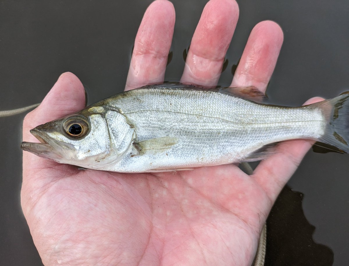 Sugiura【登山・鉱物・魚】 (@b0e36ab4f861483) / X