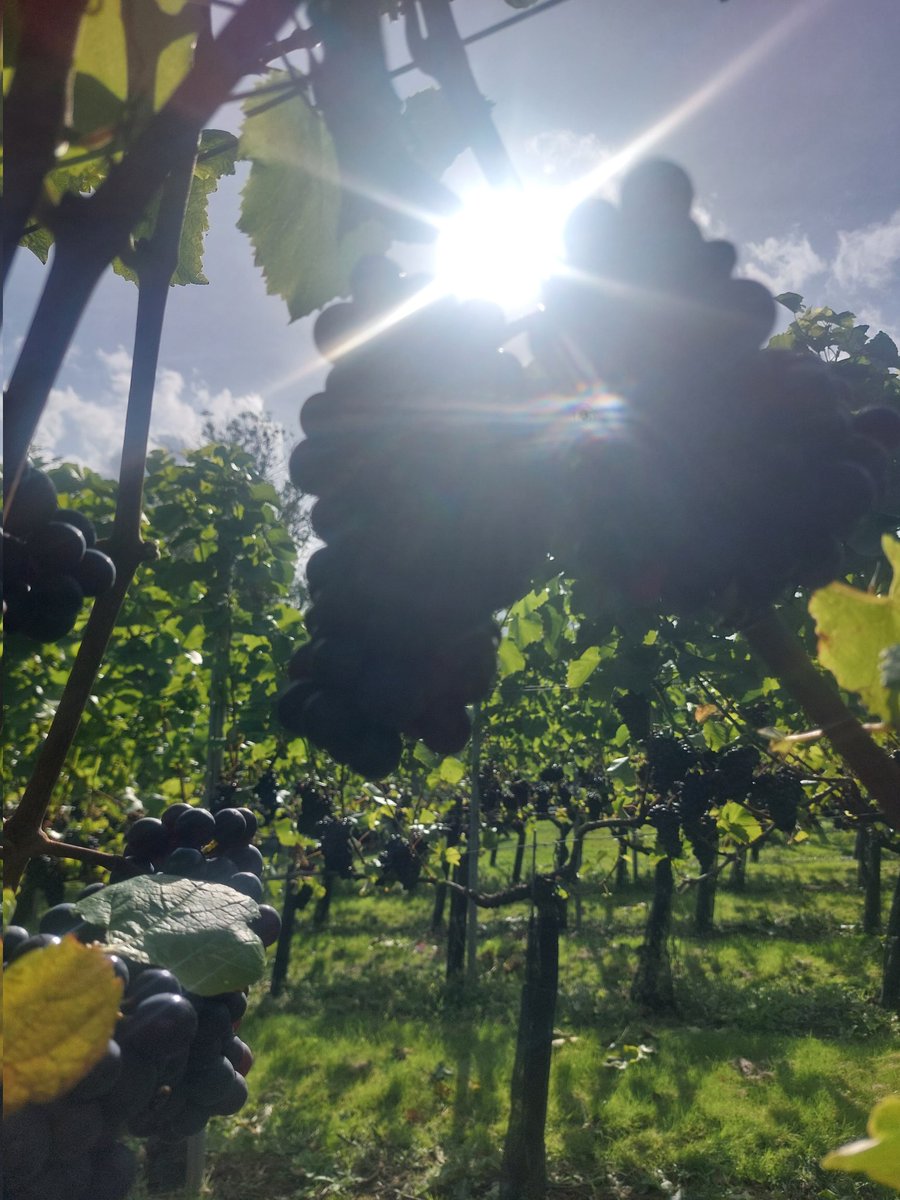 The start of harvest fast approaches at Wildwood Vineyard. So here is the obligatory photo of lovely ripening grapes, in this case Pinot Noir.  #harvest #harvest2025 #Vineyard #wine
