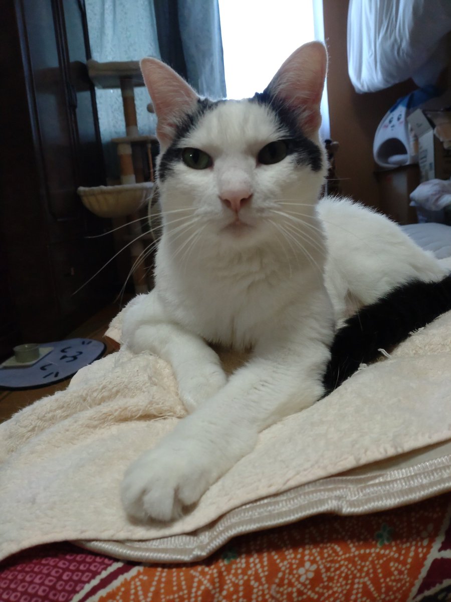 なんとX３周年のようです。
これも仲良くしてくださる
皆様のお陰です。
これからも宜しくお願いいたします🐱
 #MyXAnniversary