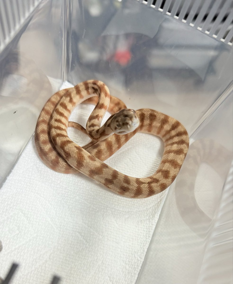 tnpythons's tweet image. 販売個体

ハイポDHアザングラナイト♀

とんぶり市に連れて行きます🐍
#カーペットパイソン 
#burikura