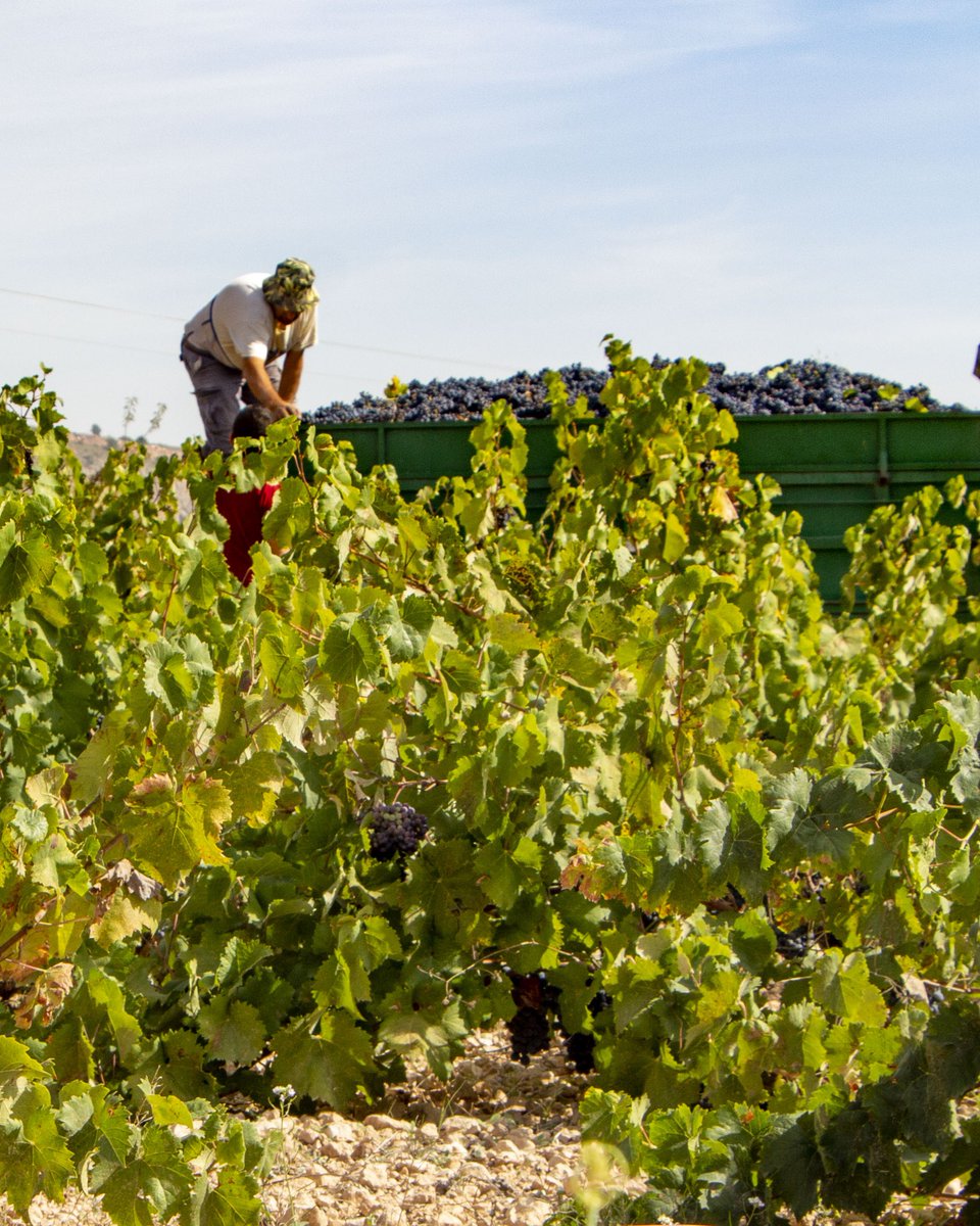 🍇✨ Septiembre huele a vendimia.
Nuestras cooperativas viven uno de los momentos más mágicos del año: la recogida de la uva. Una ocasión única para visitar bodegas, descubrir la tradición y brindar por el sabor de nuestro territorio.👉 mestresdelsabor.com/agroturismo/
