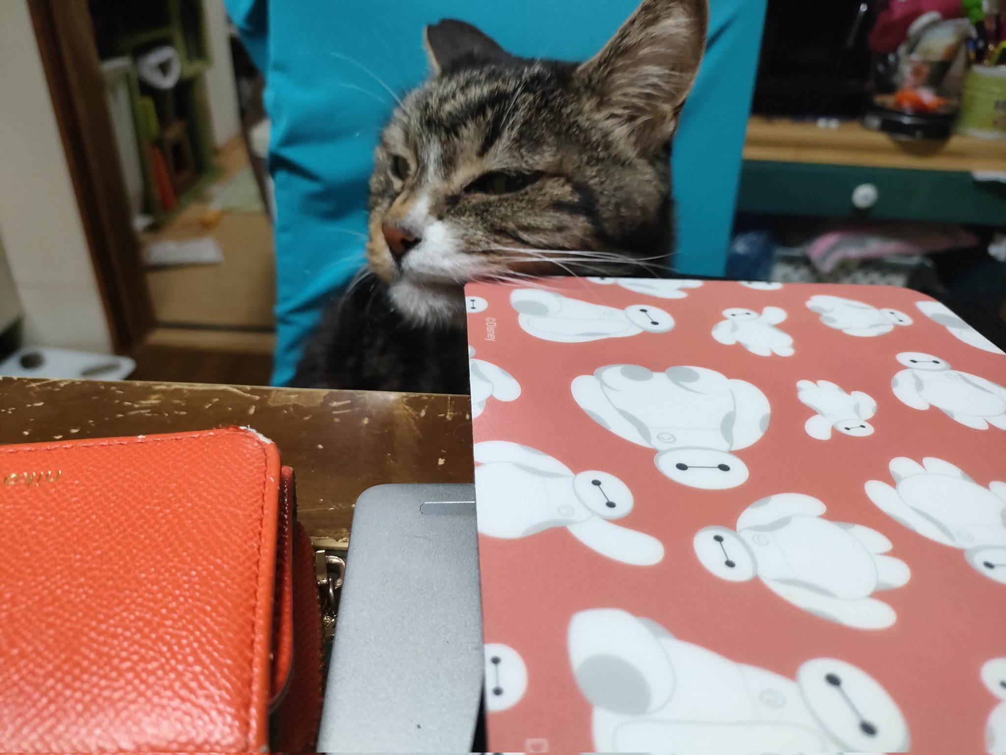 どはまり猫 猫壱（necoichi）公式 (@necoichicojp) / X